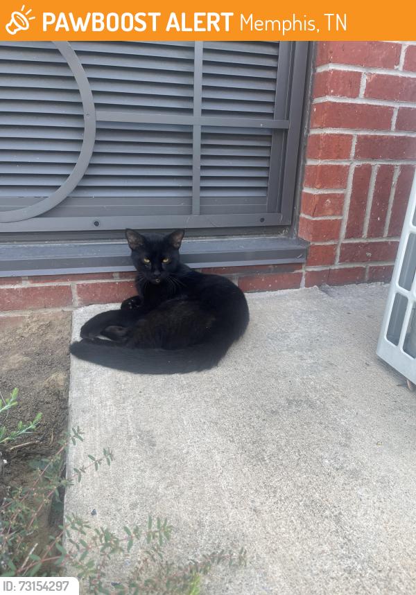 Found/Stray Male Cat last seen Holiday Inn Express, Memphis, TN 38125
