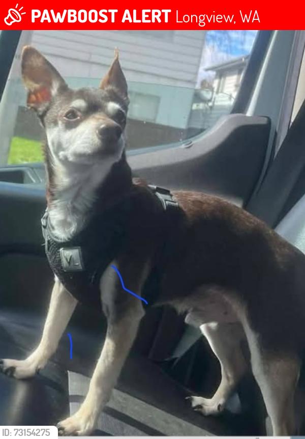 Lost Male Dog last seen Safeway and 17th, Longview, WA 98632