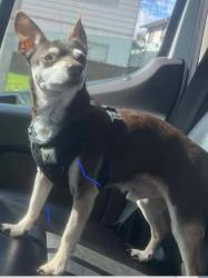 Lost Male Dog last seen Safeway and 17th, Longview, WA 98632