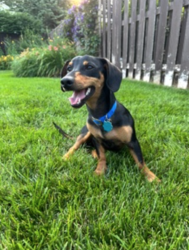 Lost Male Dog last seen Tin Top Rd and Montgomery Ln, Weatherford, TX 76087