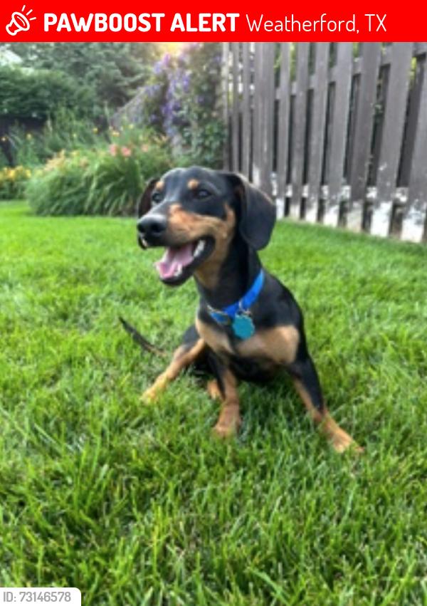 Lost Male Dog last seen Tin Top Rd and Montgomery Ln, Weatherford, TX 76087