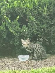 Found/Stray Unknown Cat last seen Thorn Run apmts, Coraopolis, PA 15108