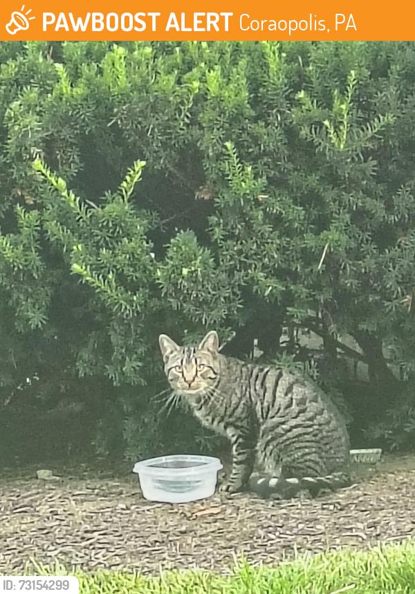 Found/Stray Unknown Cat last seen Thorn Run apmts, Coraopolis, PA 15108