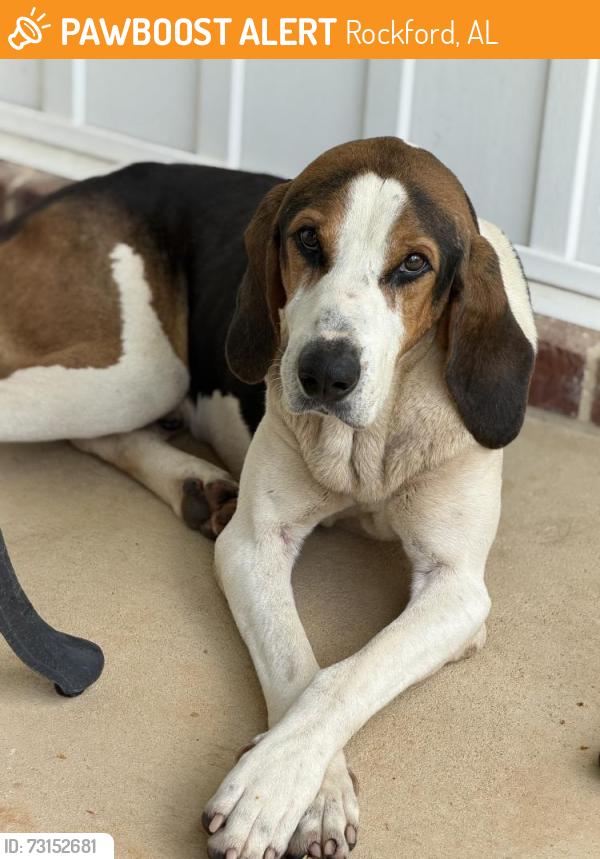 Found/Stray Male Dog last seen hwy 22 coosa county road 1, Rockford, AL 35136