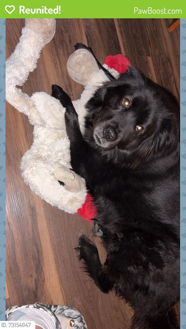 Reunited Male Dog last seen Ingram/ lakeside pkwy, San Antonio, TX 78245