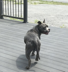 Found/Stray Male Dog last seen Fifth line Nassagaweya, Milton, ON L7J 2L7