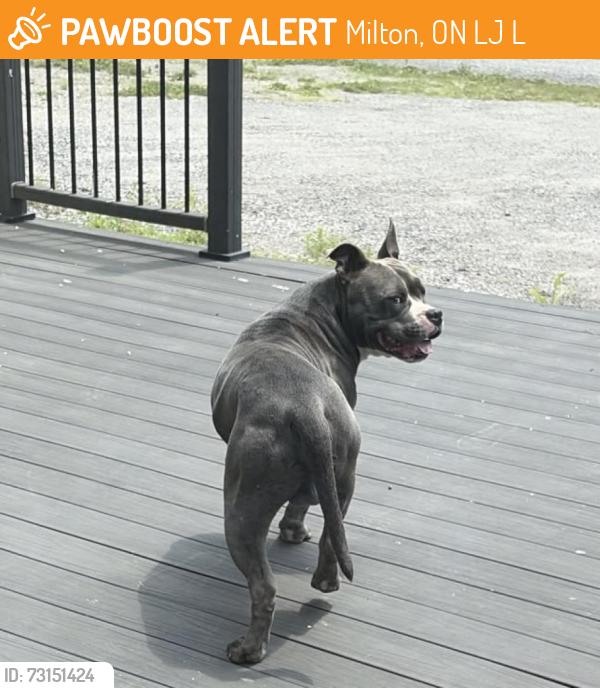 Found/Stray Male Dog last seen Fifth line Nassagaweya, Milton, ON L7J 2L7
