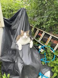 Lost Male Cat last seen Forest avenue, Orillia, ON L3V 7B7