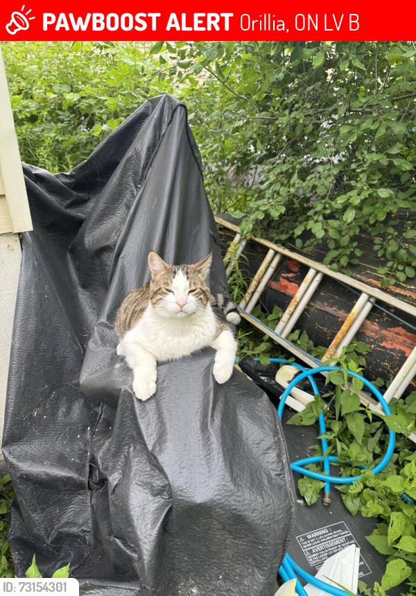 Lost Male Cat last seen Forest avenue, Orillia, ON L3V 7B7