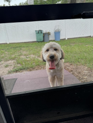 Found/Stray Male Dog last seen Kingsway and King Richard Court Seffner FL, Watertown, CT 06779