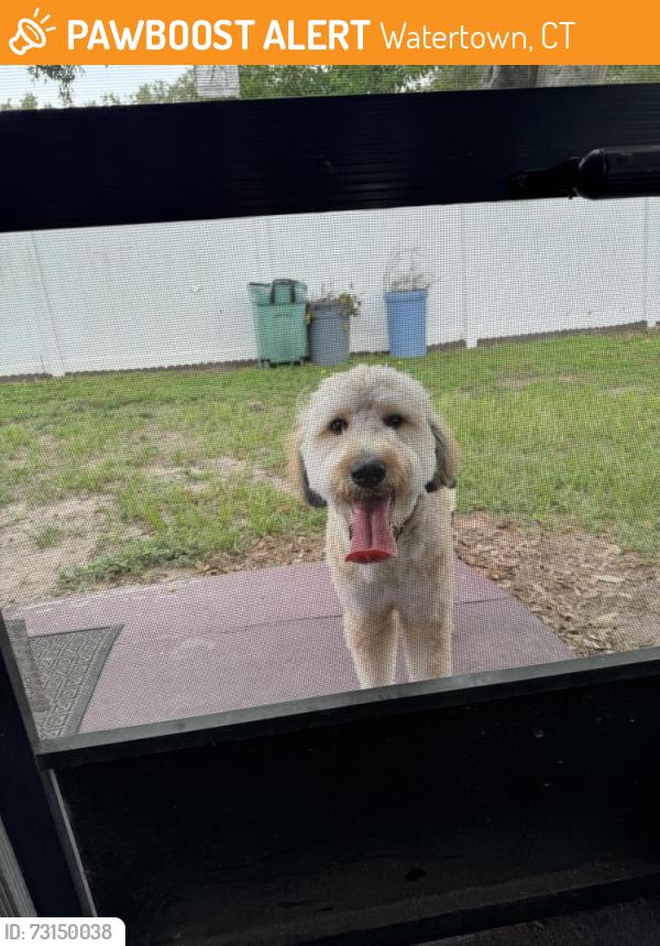 Found/Stray Male Dog last seen Kingsway and King Richard Court Seffner FL, Watertown, CT 06779