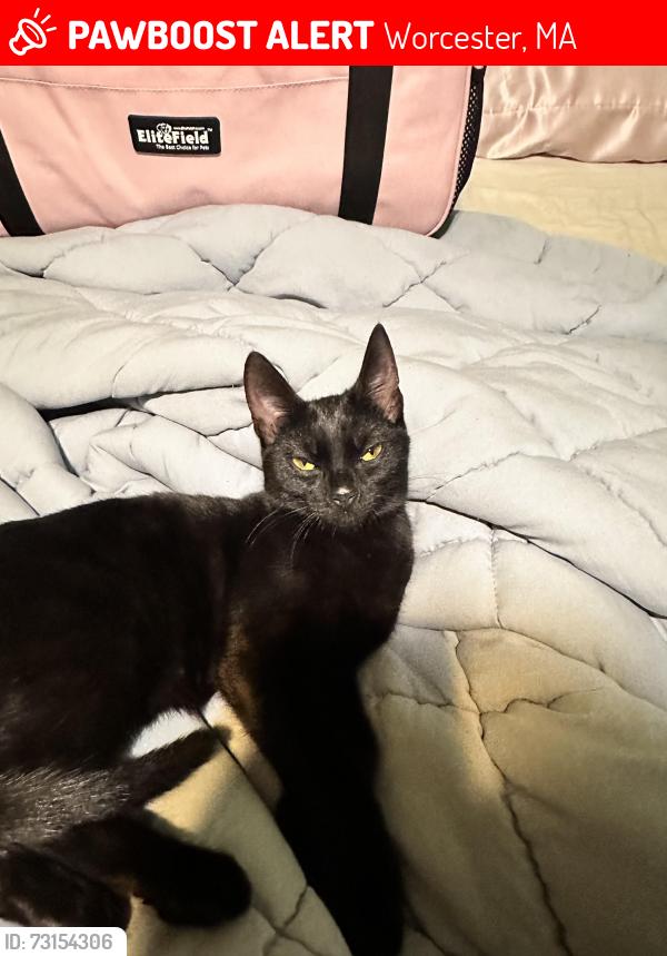 Lost Female Cat last seen Burncoat St and Clearview Ave, Worcester, MA 01605