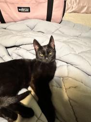 Lost Female Cat last seen Burncoat St and Clearview Ave, Worcester, MA 01605