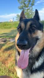 Reunited Female Dog last seen 55th and Rooselvet avenue, Queens, NY 11377