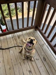 Reunited Male Dog last seen Near & Emma’s Grove, Fairview, NC 28730