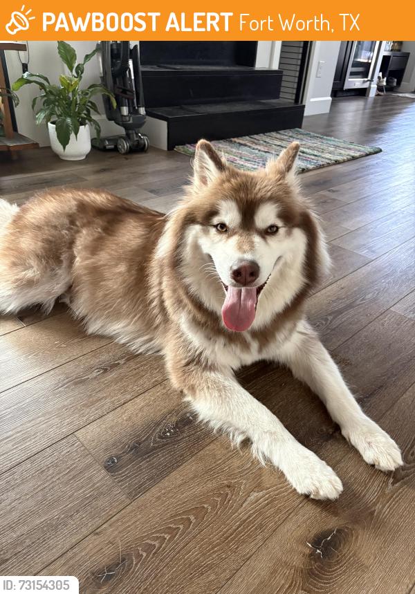 Surrendered Male Dog last seen Birchman Ave, Fort Worth, Fort Worth, TX 76107