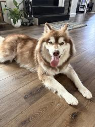 Found/Stray Male Dog last seen Birchman Ave, Fort Worth, Fort Worth, TX 76107