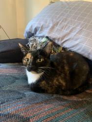 Lost Female Cat last seen Off Swallows road on South West side of highway, Pueblo West, CO 81007