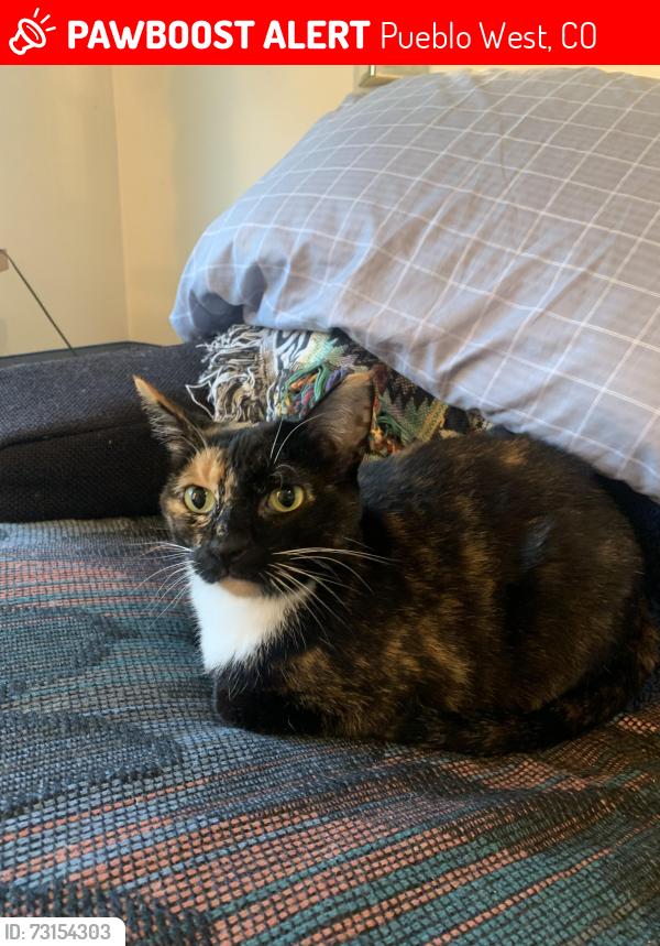 Lost Female Cat last seen Off Swallows road on South West side of highway, Pueblo West, CO 81007