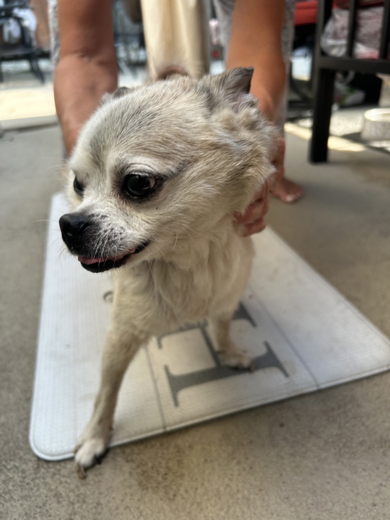 Shelter Stray Male Dog last seen Near Royal Haven Crest Court, VIRGINIA BEACH 23454, VA, 341 S Birdneck Rd, Virginia Beach, VA 23451, USA