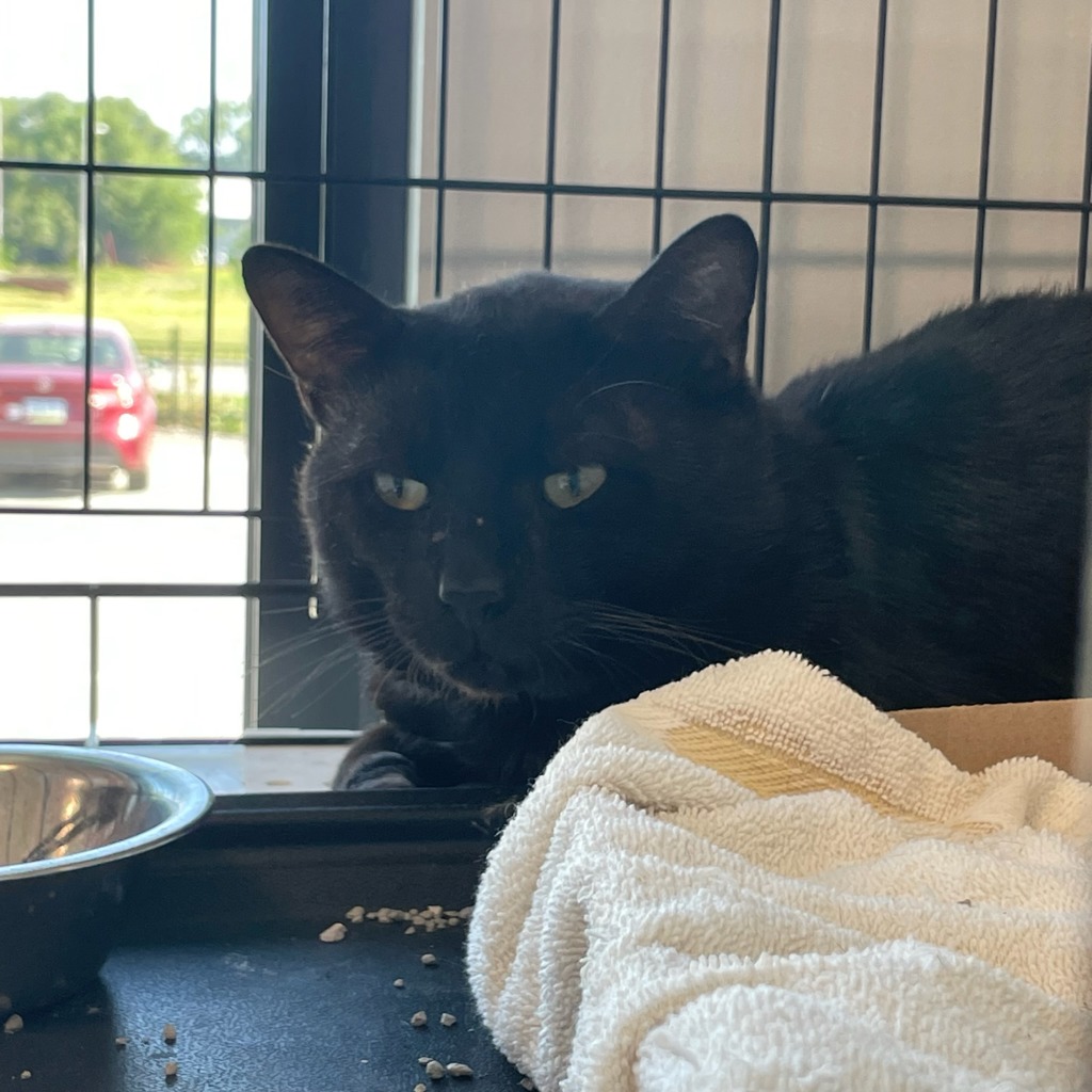 Shelter Stray Male Cat last seen Near E Euclid Avenue, DES MOINES, IA, 50317, Des Moines, IA 50313