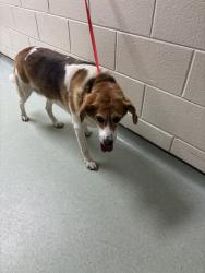 Shelter Stray Female Dog last seen Kalliope Dr and Eastfair Dr, CHESTERFIELD, VA, 23838, 9300 Public Works Rd, Chesterfield, VA 23832, USA