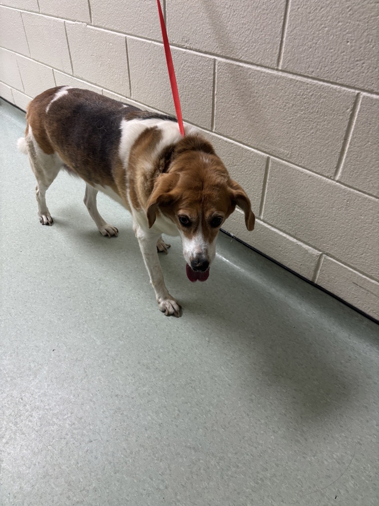 Shelter Stray Female Dog last seen Kalliope Dr and Eastfair Dr, CHESTERFIELD, VA, 23838, 9300 Public Works Rd, Chesterfield, VA 23832, USA