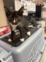 Shelter Stray Male Cat last seen Barkwood Court, CHESTER, VA, 23831, 9300 Public Works Rd, Chesterfield, VA 23832, USA
