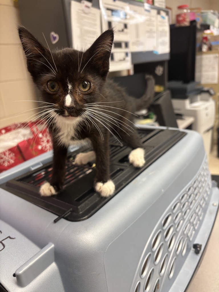 Shelter Stray Male Cat last seen Barkwood Court, CHESTER, VA, 23831, 9300 Public Works Rd, Chesterfield, VA 23832, USA