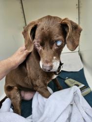 Shelter Stray Male Dog last seen Near 4th Street, Encinitas, CA, 92024, Oceanside, CA 92058, USA