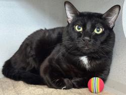 Shelter Stray Male Cat last seen Near Alexander Avenue, BRONX, NY, 10454, 326 E 110th St, New York, NY 10029, USA