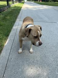 Reunited Male Dog last seen Near Presbyterian road, Mooresville, NC 28115