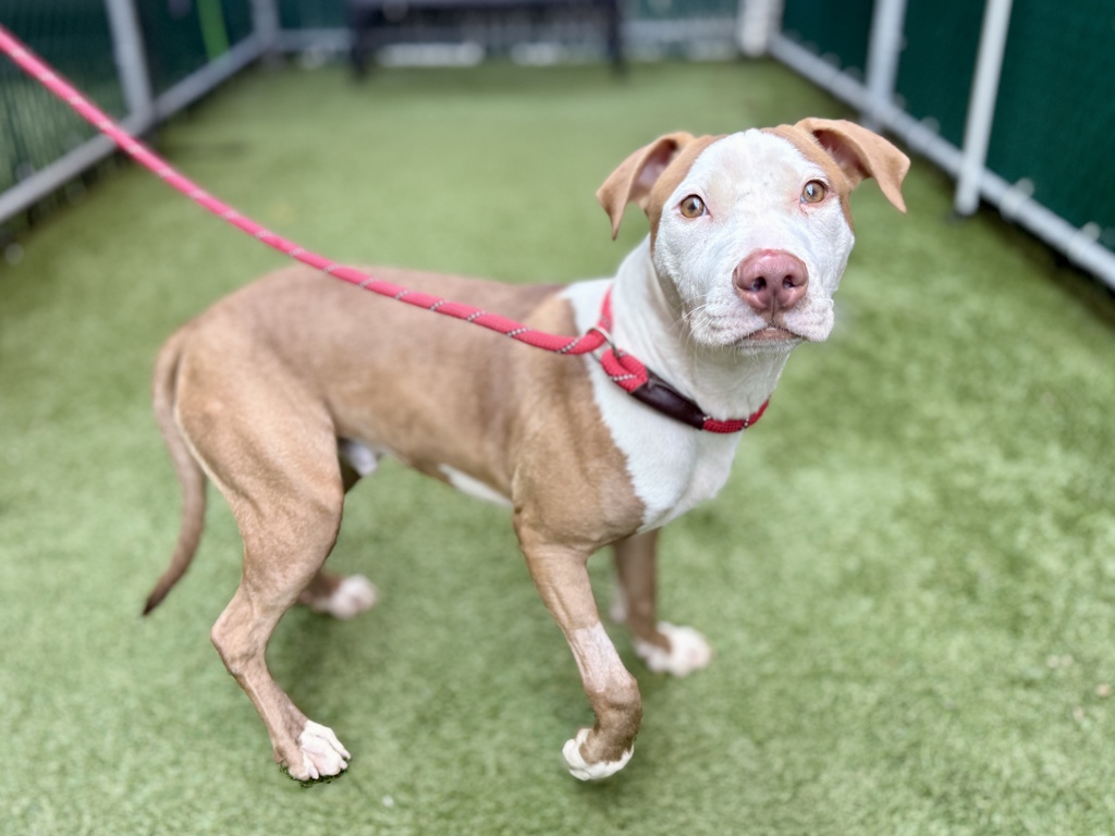Shelter Stray Male Dog last seen Near Boston Road, BRONX, NY, 10467, 326 E 110th St, New York, NY 10029, USA