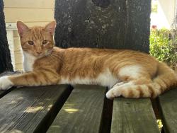 Lost Male Cat last seen Gordon Street, Plant City, FL 33563