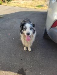 Reunited Unknown Dog last seen Ellis and pico, Romoland, CA 92585