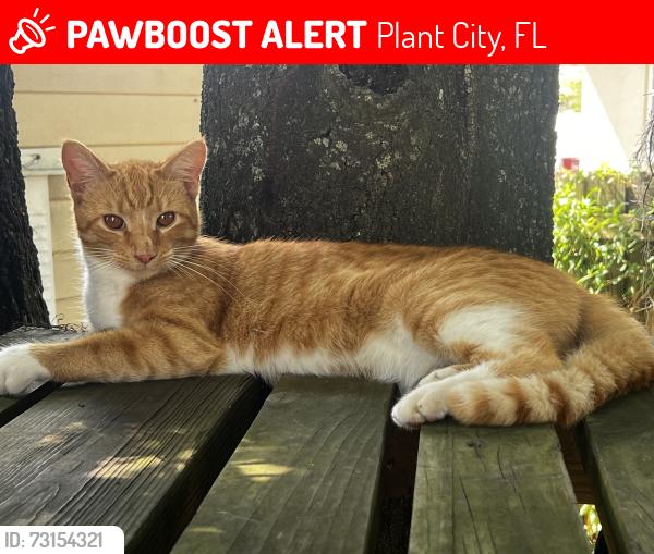 Lost Male Cat last seen Gordon Street, Plant City, FL 33563