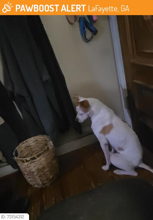 Found/Stray Male Dog last seen Lafayette, LaFayette, GA 30728