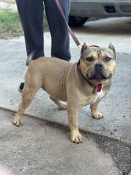 Lost Male Dog last seen Sw 29th & May, Oklahoma City, OK 73108