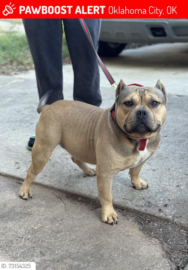 Lost Male Dog last seen Sw 29th & May, Oklahoma City, OK 73108