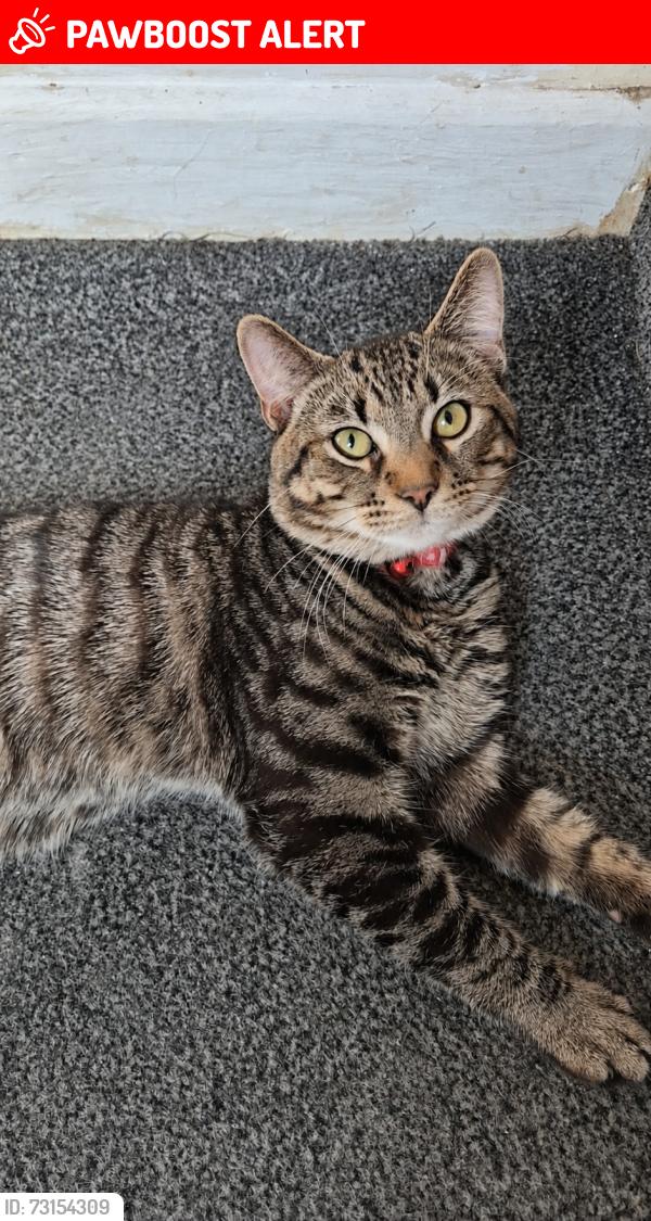 Lost Male Cat last seen Hill Street, Haverfordwest, Wales 