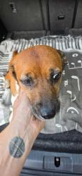 Reunited Female Dog last seen Kids Garden, Haw Creek entrance, Asheville, NC 28805