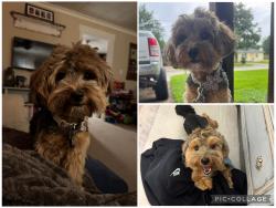 Lost Female Dog last seen Chevy Chase and Downing, Angleton, TX 77515