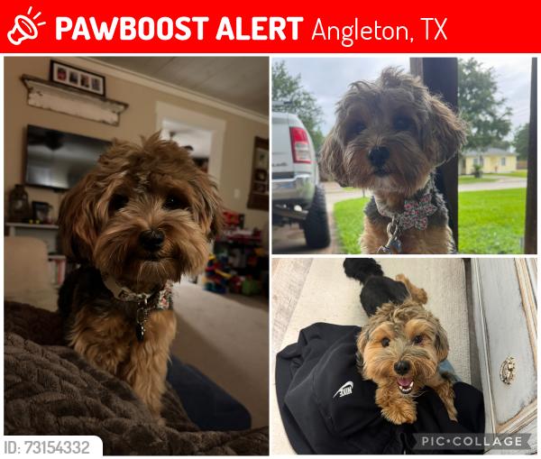 Lost Female Dog last seen Chevy Chase and Downing, Angleton, TX 77515