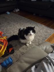 Reunited Male Cat last seen Near ralston st, San Francisco, CA 94132