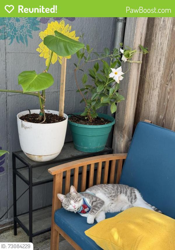 Reunited Male Cat last seen Near Central Ave, Alameda, CA 94501, USA, Alameda, CA 94501