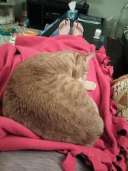 Lost Male Cat last seen Pantano and Virginia, Tucson, AZ 85730