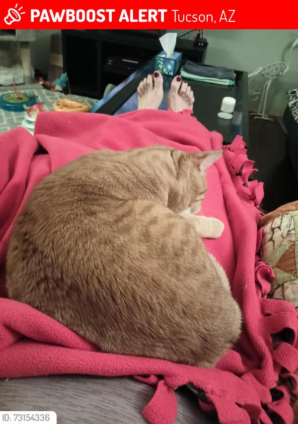 Lost Male Cat last seen Pantano and Virginia, Tucson, AZ 85730