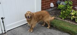 Found/Stray Unknown Dog last seen FT Henry mall area, Kingsport, TN 37664