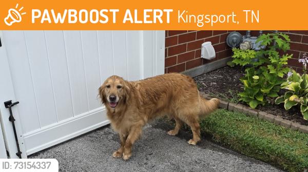 Found/Stray Unknown Dog last seen FT Henry mall area, Kingsport, TN 37664