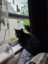 Reunited Female Cat last seen West boylston street Post office, Worcester, MA 01606